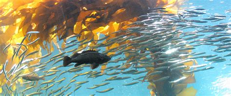 Kelp Forests - A Description | Office of National Marine Sanctuaries