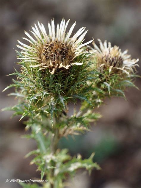 Carlina vulgaris - wild in Provence