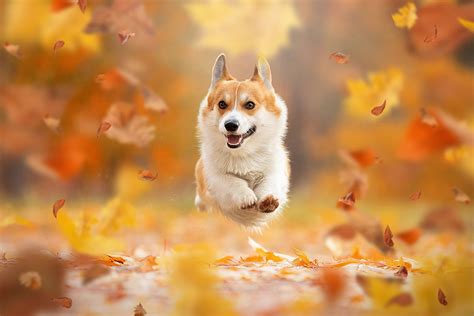 Corgi Wallpapers on WallpaperDog