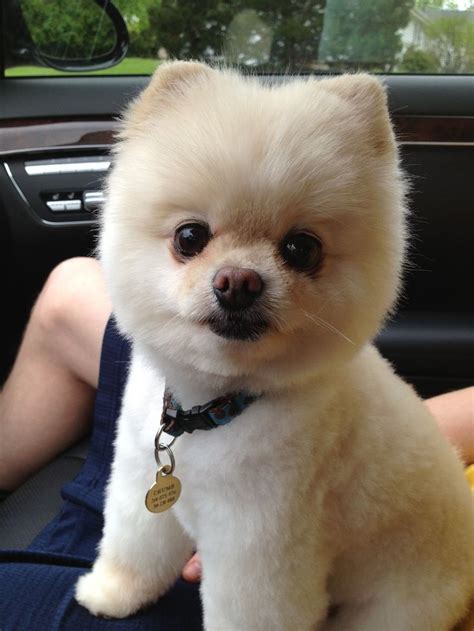 Pictures Of Pomeranian Haircuts - Best Dyed Hairstyles