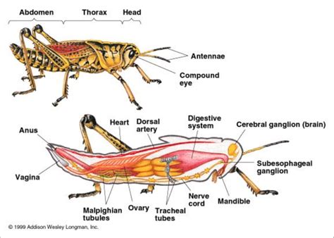 Insecto Diagrama Para Ninos