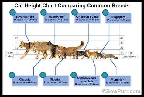 What is the average cat height? How tall are cats? - BowPurr