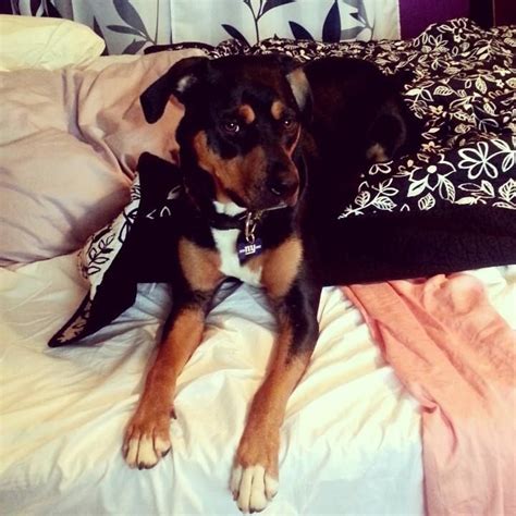 Mastery; this is Ona, she's a 3 year old rottweiler/hound mix I rescued ...