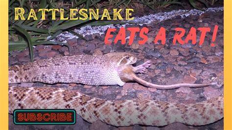 Western Diamondback Rattlesnake swallowing a rat! - YouTube