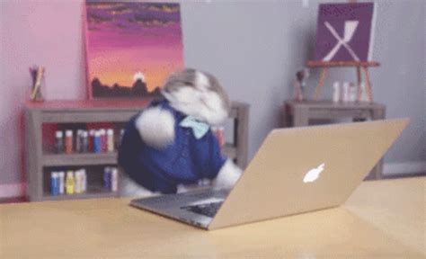 Cat Type GIF - Cat Type Fast - Discover & Share GIFs