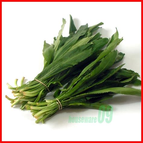 100 Seeds Culantro Seeds, Recao, A. K. A; Vietnamese Coriander, Thai ...