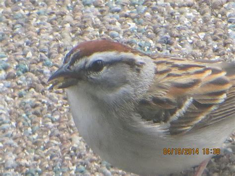 Chipping Sparrow - FeederWatch