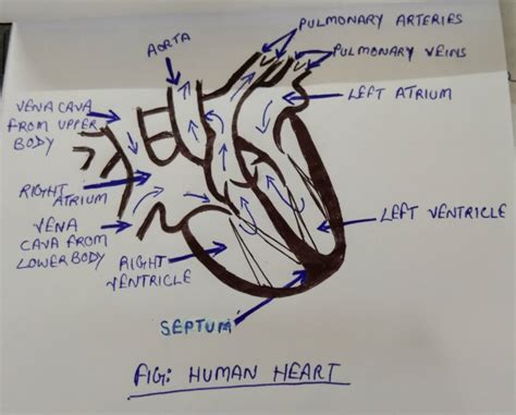 20+ Simple heart diagram | Simple heart diagram labeled | Human heart ...