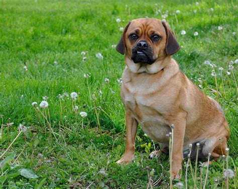 8 Things Only Puggle People Truly Understand | The Dog People by Rover.com