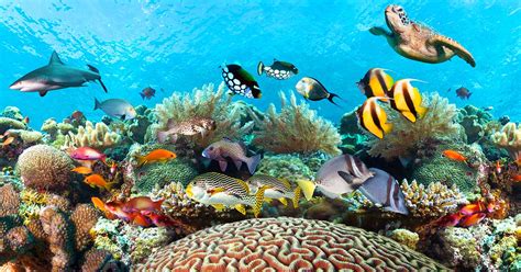 Great Barrier Reef Animals | Animals in Great Barrier Reef