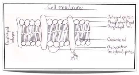 Phospholipid Bilayer Cell Membrane Labeled - img-Abdul