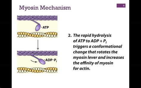 032-Myosin Structure & Function - YouTube