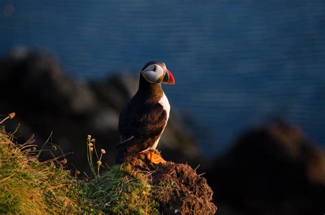 The Orkney islands are a wildlife-free zone. | Orkney islands, Island ...