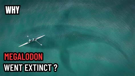 Why Did the Megalodon Shark Go Extinct - Megalodon Extinction Theories ...