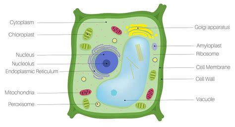 Mitochondria In Plant Cell