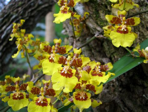 Yellow Orchid