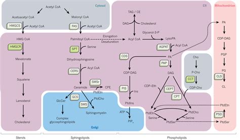 Лекция На Тему Lipid Biosynthesis – Telegraph