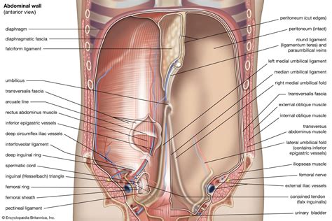 Abdominal cavity | Anatomy, Organs & Functions | Britannica