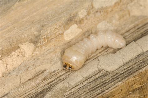 European house borer | Agriculture and Food