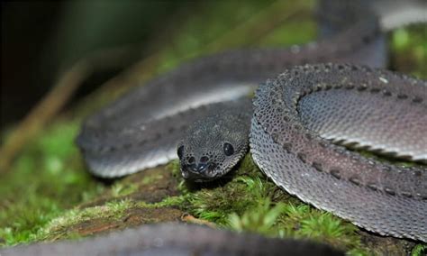 4 Snakes that Look Like Dragons - A-Z Animals