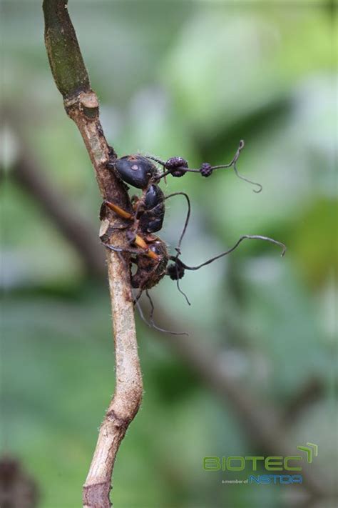 Looking for a postdoc on evolutionary genomics of entomopathogenic fungi!