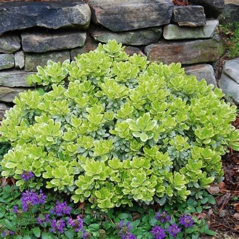 Low Growing Shrubs for Almost Any Area! – THGC | Shade shrubs ...