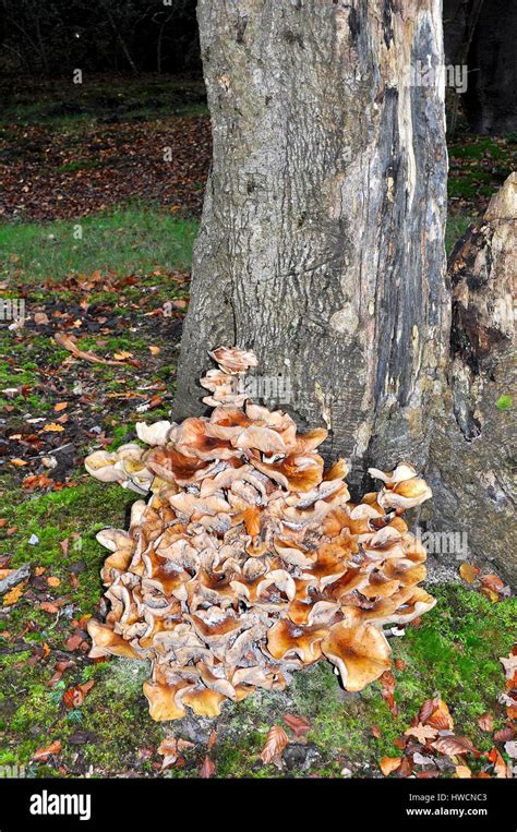 Honey fungus around the base of an oak tree stump in the New Forest ...