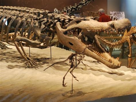 Prehistoric Crocodile Skeleton