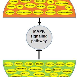 Activators and inhibitors of the MAPK signaling pathway. | Download ...