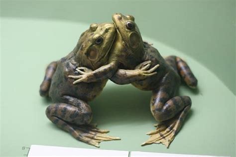 HUGGING, FROGS, CUTE, TWO, HD wallpaper | Peakpx