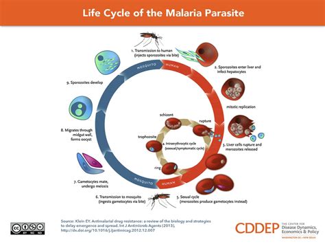 Cycle Of Malaria Parasite