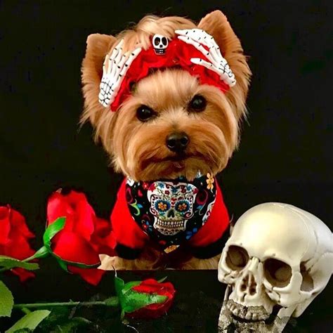 15 Best Halloween Costumes For Your Yorkie 2020 - Page 2 of 5 - The Dogman