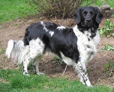 Stabyhoun Dog Breed Information and Pictures