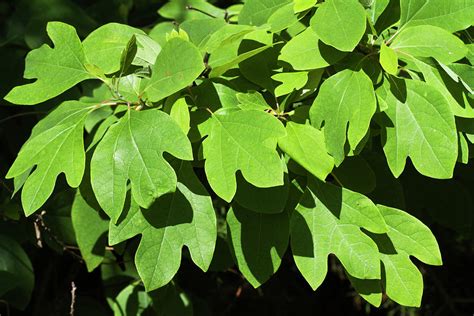 Sassafras Leaves Photograph by Kathy Clark - Pixels