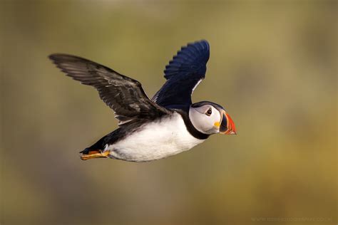 Puffin Flying | Skomer Island | iesphotography | Flickr