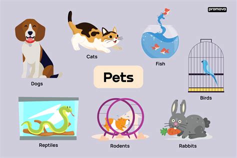 Types Of Pets And Related Vocabulary In English