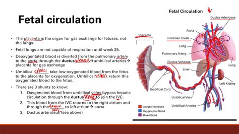 Steps of the circulatory system