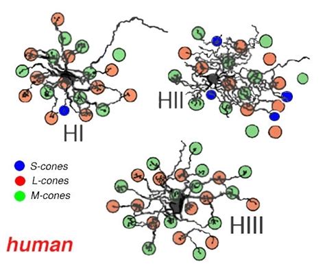 Figure 14, [Three cell types of horizontal cells in human retina ...