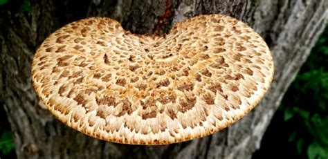 Pheasant Back Mushroom: Dryad’s Saddle Benefits and Identification