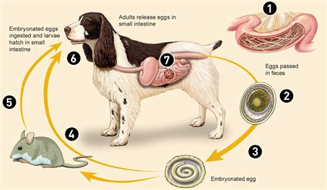 Can Dog Roundworm Be Transmitted To Cats