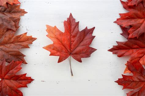 Leaf Canada Flag - Canada Fan Art (39694805) - Fanpop