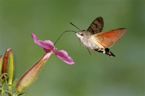 Hummingbird Hawk Moth And Hummingbird