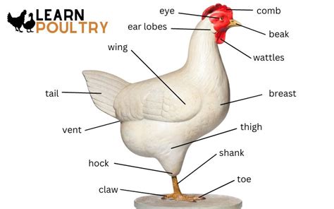 Chicken Anatomy - The Complete Guide - LearnPoultry