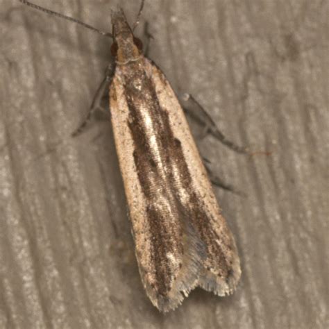 Palmerworm Moth - Hodges #2281 - Dichomeris ligulella - BugGuide.Net