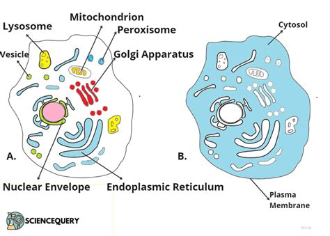 Cytosol Vs Cytoplasm - ScienceQuery