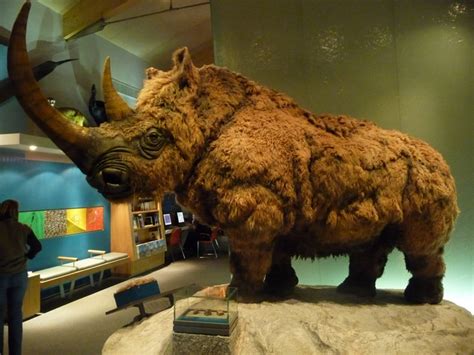 Woolly Rhino | Extinct Animals