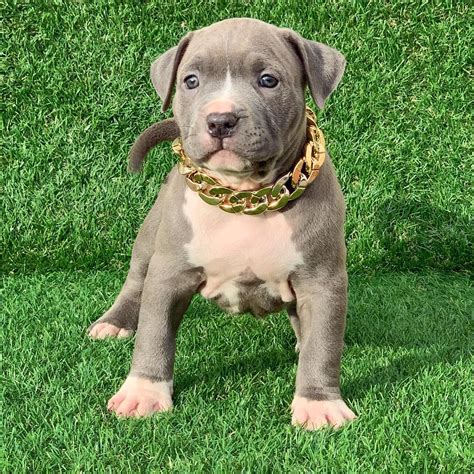 American Pitbull Terrier Puppies For Sale - Photos All Recommendation