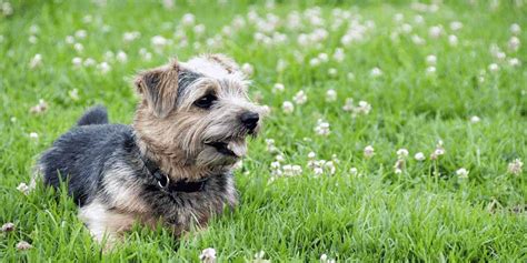 Cairn Terrier Dachshund Mix: An Exotic Name For A Chill Doggo