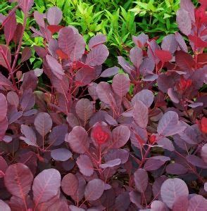 purple leaf tree california - Cultivated Online Diary Efecto