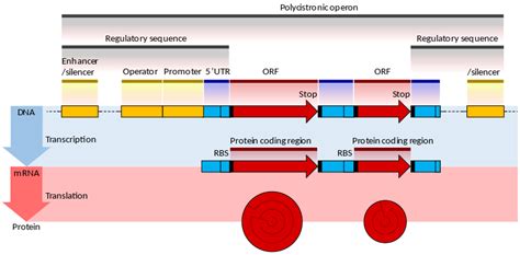 What is the Difference Between Prokaryotic and Eukaryotic Gene ...